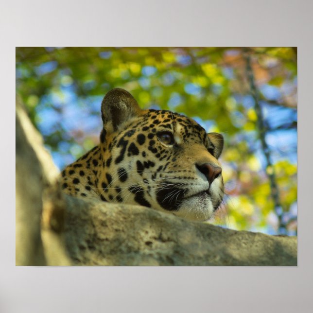 Poster Jaguar Print (Frente)