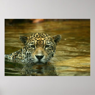 Poster Jaguar que nada a foto