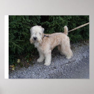 Poster Jake no Biltmore