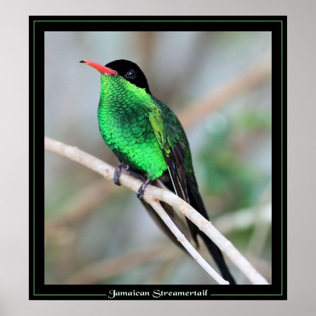 Poster Jamaican Streamertail (Frente)