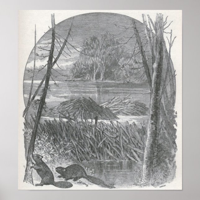 Pôster James Johonnot - Beavers e Dam (Frente)
