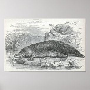 Poster James Johonnot - Ornithorhynchus - fólio de