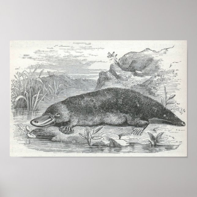 Poster James Johonnot - Ornithorhynchus - Platypus Folio (Frente)