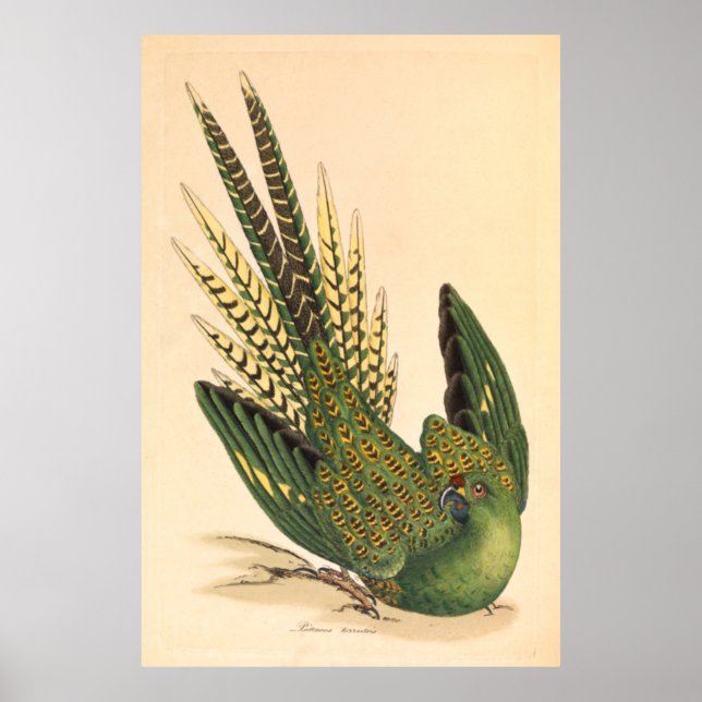 Poster James Sowerby Ground Parrot, Psittacus terrestris (Frente)