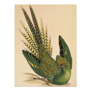 Pôster James Sowerby Ground Parrot, Psittacus terrestris
