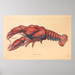 Poster James Sowerby Sernotated Lobster