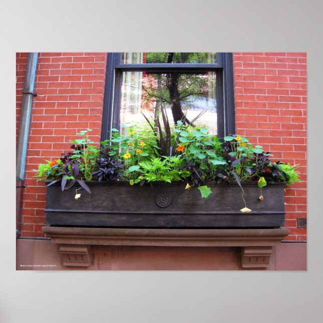 Poster Janela Brooklyn (Frente)