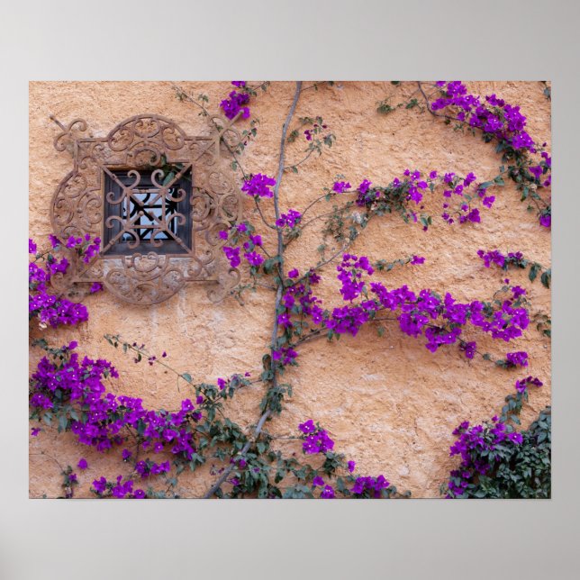 Poster Janela ornamentais com bougainvillea (Frente)