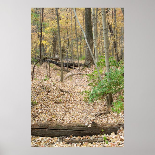 Pôster Janela Woodland (Frente)