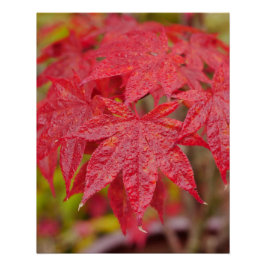 Pôster Japanese Maple Leaves Poster