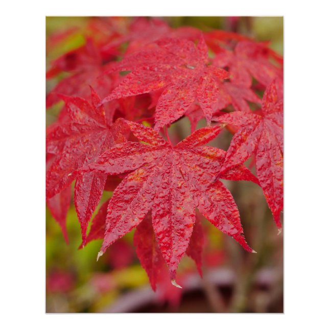 Pôster Japanese Maple Leaves Poster (Frente)