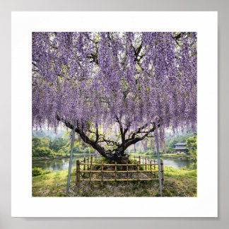 Poster Japanese Wisteria – Art Print