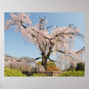 Pôster Japão, Quioto. Cerejeira chorona sob céu azul