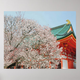 Pôster Japão, Quioto. Flor de cerejeira do Xintoísmo
