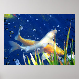 poster japonês da carpa do koi