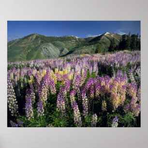 Pôster JARBIDGE WILDERNESS, NEVADA. EUA. Lupina