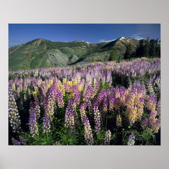 Pôster JARBIDGE WILDERNESS, NEVADA. EUA. Lúpina de incent (Frente)