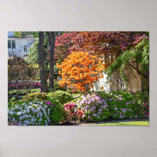 Poster Jardim Azalea Trail em Tyler, Texas (Frente)