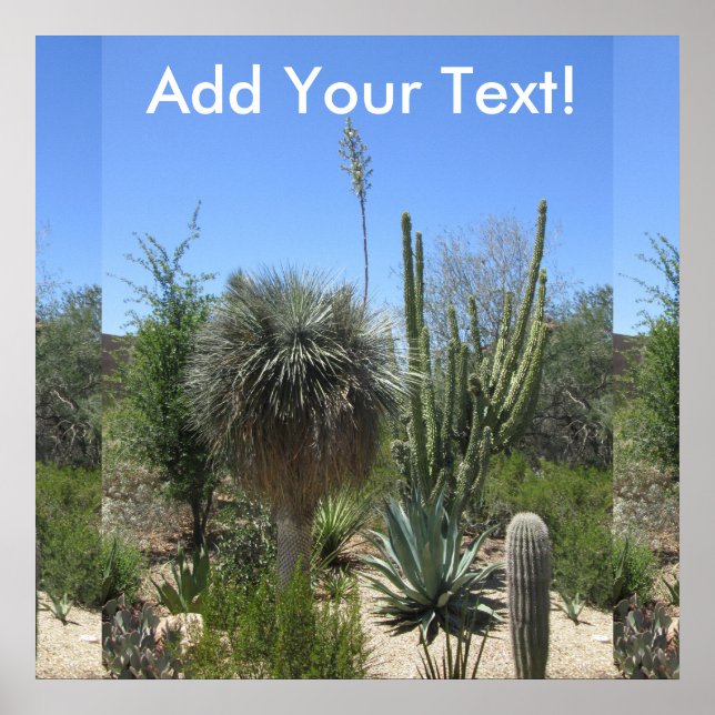 Poster Jardim Cactus (Frente)