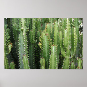 Poster Jardim Cactus