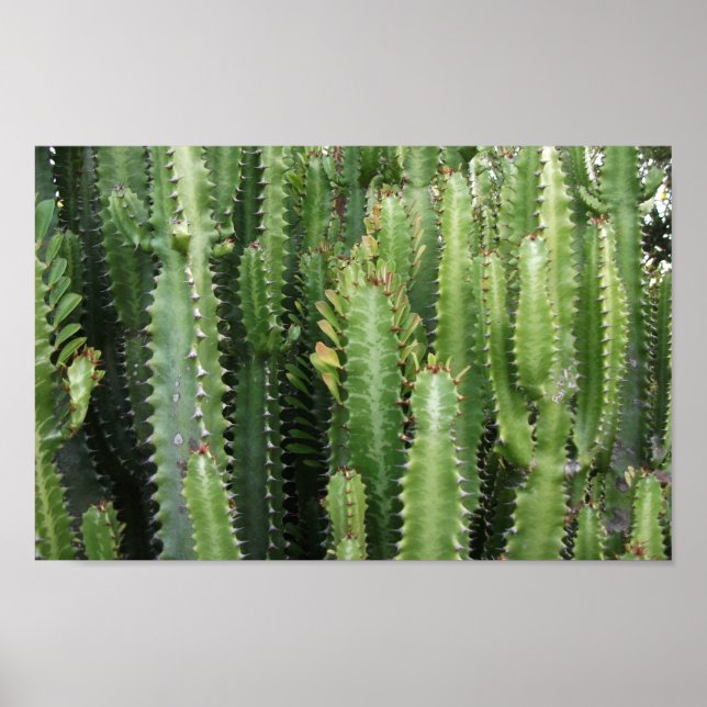 Poster Jardim Cactus (Frente)