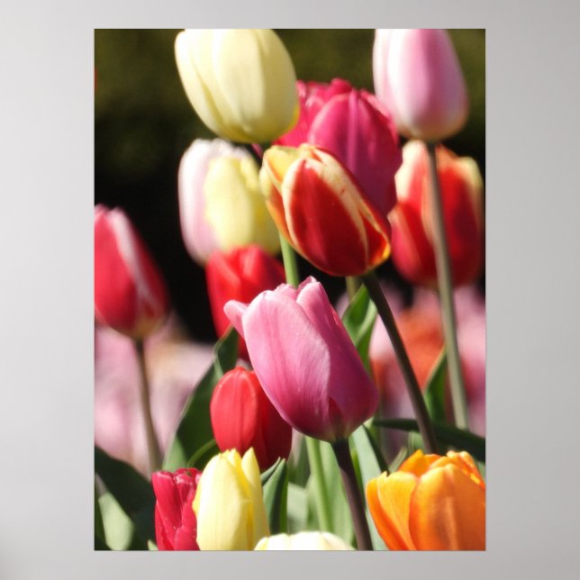 Poster Jardim Colorido de Tulipas (Frente)
