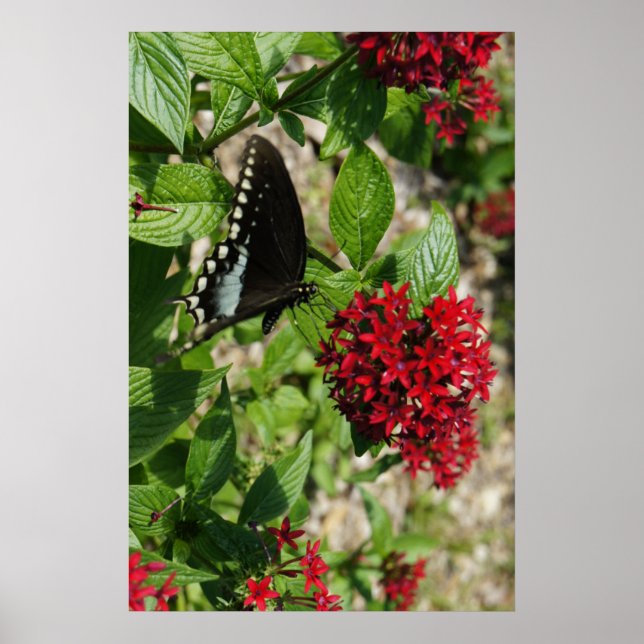 Poster Jardim da Borboleta (Frente)