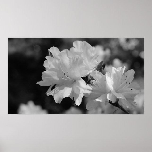 Pôster Jardim das Flores (Frente)