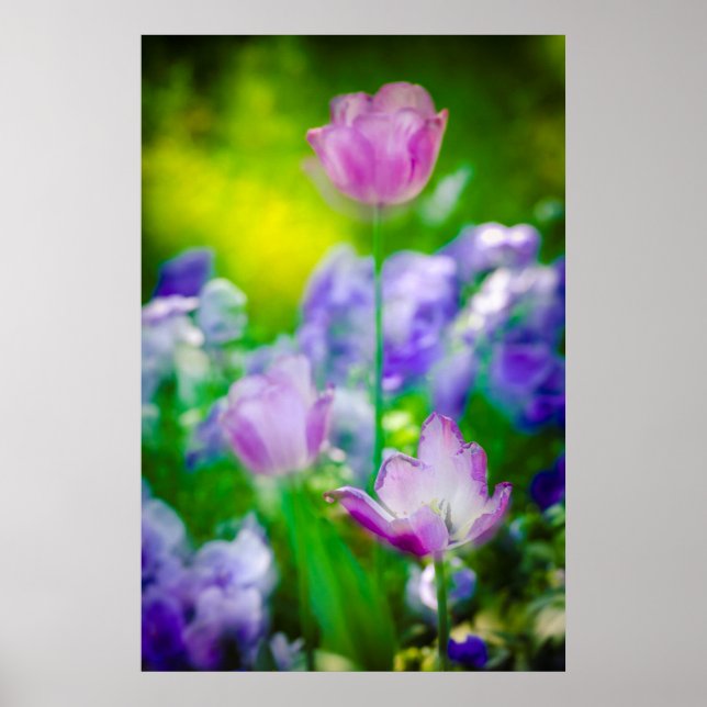 Pôster Jardim das Tulipas, Giverny, França (Frente)
