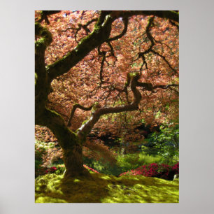 Pôster Jardim de Acer Palmatum Portland do bordo japonês
