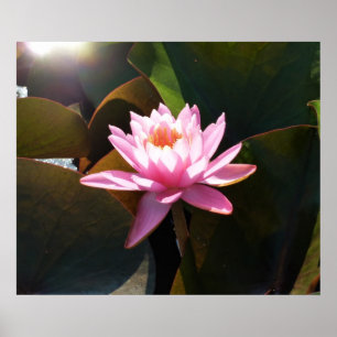 Pôster Jardim de Água Floral Rosa Solar