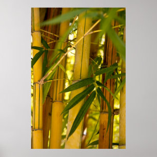 Poster Jardim de bambu