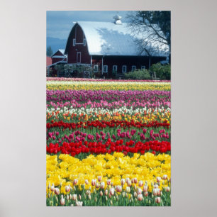 Poster Jardim de exibição de Tulip, distrito de Skagit,