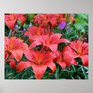 Pôster Jardim de Flor Laranja Lily