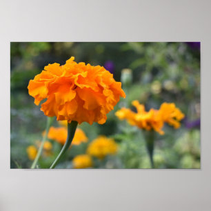Poster Jardim de Fotografia da Flor Laranja Marigold