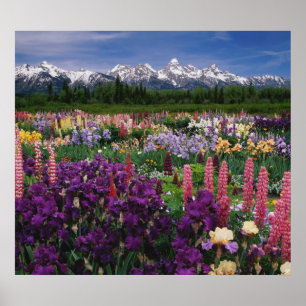 Pôster jardim de Íris e Lupino e Cordilheira Teton,