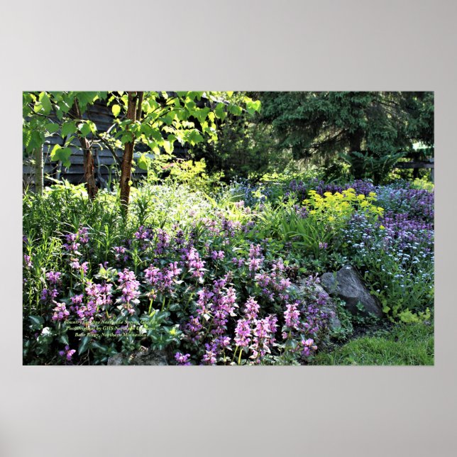 Poster Jardim de Primavera de North side Cotage (Frente)