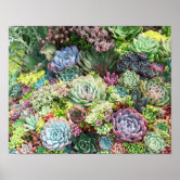 Poster Jardim De Cactus Caquetado Em Pote