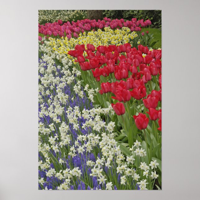 Poster Jardim de Tulip e daffodil, Jardins de Keukenhof, (Frente)