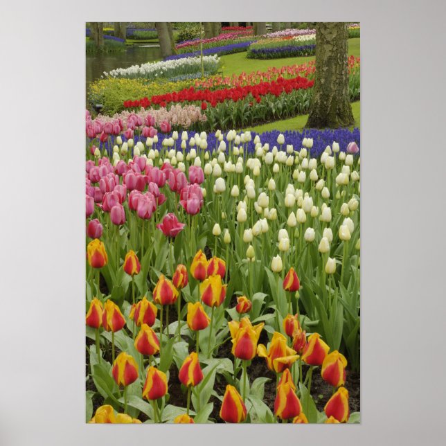 Poster Jardim de Tulip e Hyacinth, Jardins de Keukenhof, (Frente)