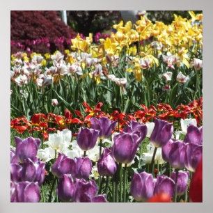 Poster Jardim de Tulip Primavera Colorida, Elizabeth Park
