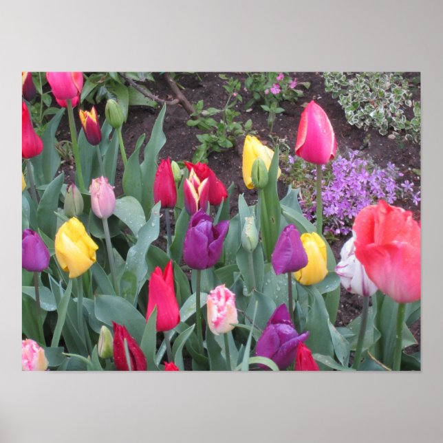Poster Jardim de Tulipas (Frente)