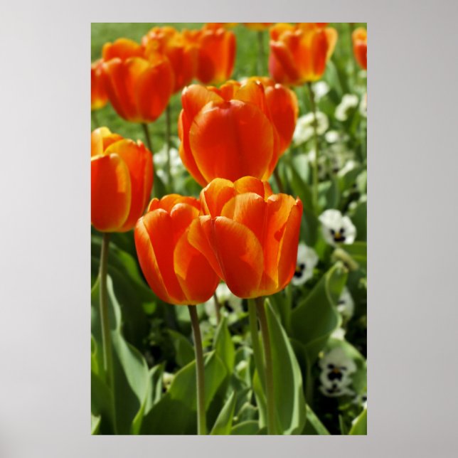 Poster Jardim de Tulipas da Primavera (Frente)