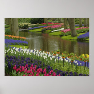 Pôster Jardim de tulipas e jacintos, Jardins Keukenhof, 2