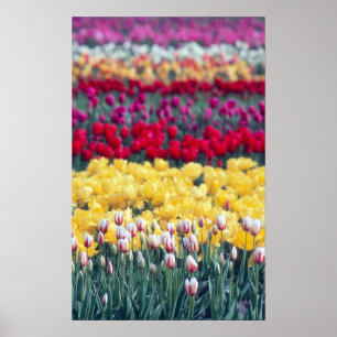 Pôster jardim de tulipas em exposição no vale de Skagit,
