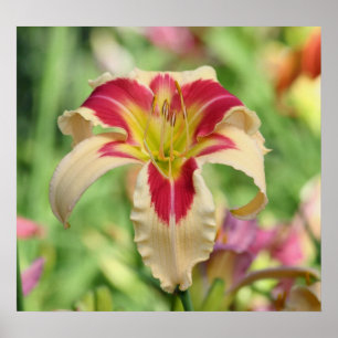 Poster Jardim do hemerocallis