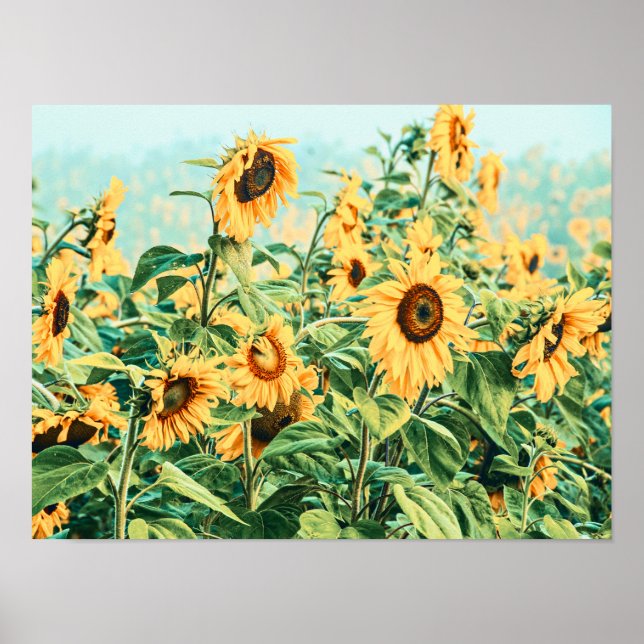 Poster Jardim Floral Amarelo de Sunflower (Frente)