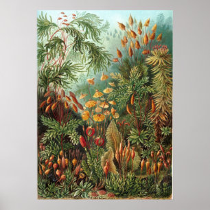 Pôster Jardim Haeckel