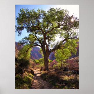 Poster Jardim Índio