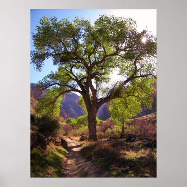 Poster Jardim Índio (Frente)